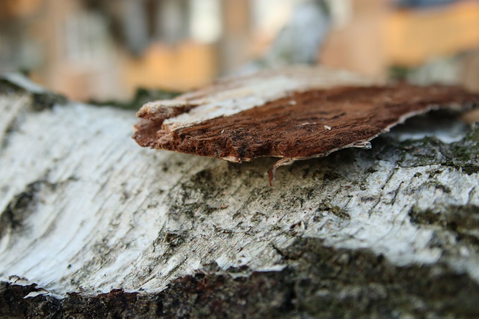 Canon EOS M50 (EOS Kiss M) sample photo. Tree, bark, nature photography