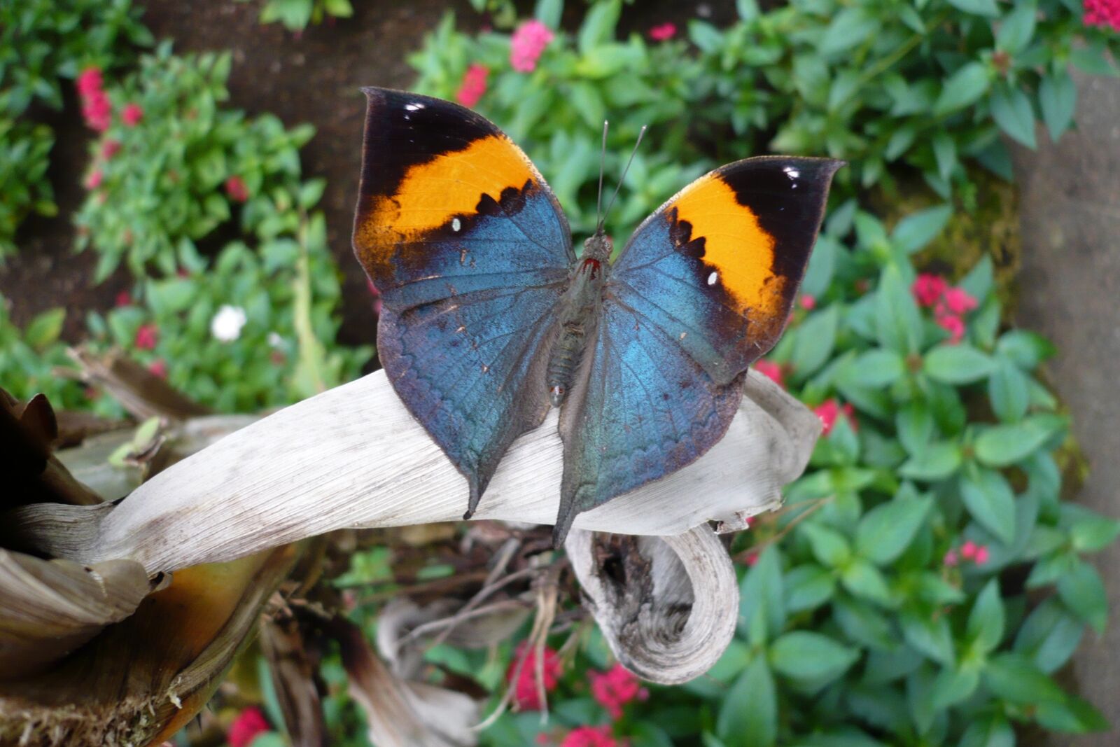 Panasonic DMC-FX12 sample photo. Butterfly, papillon, insect photography