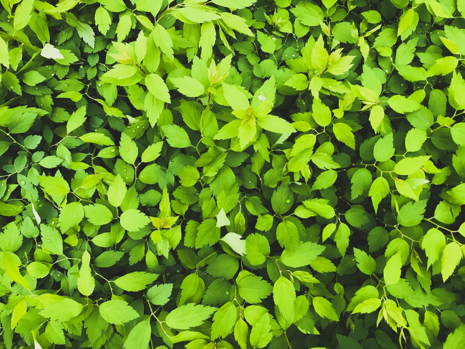 Apple iPhone 7 sample photo. Background, detail, environment photography