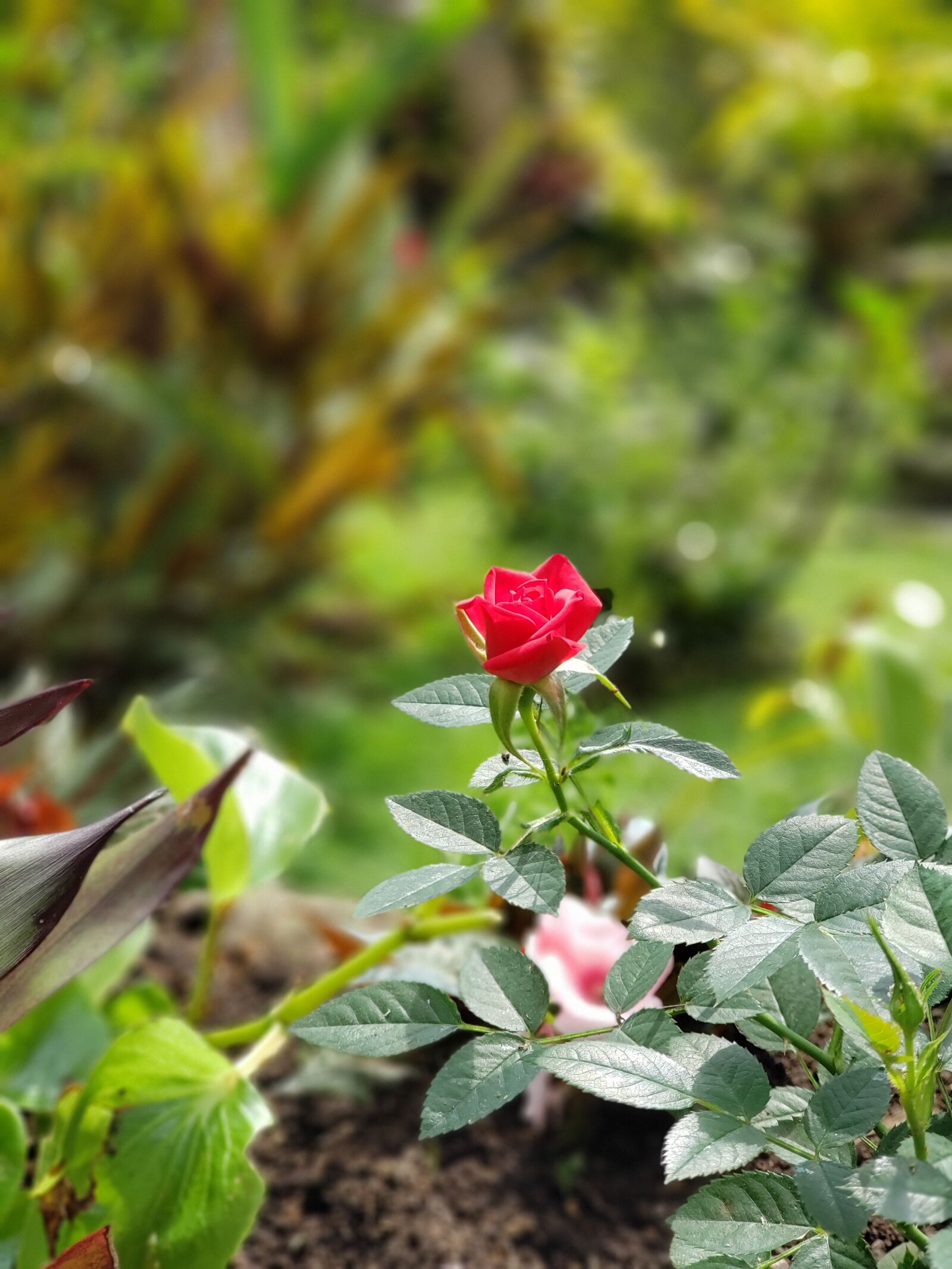 Samsung Galaxy Note9 sample photo. Rosa, garden, flower photography