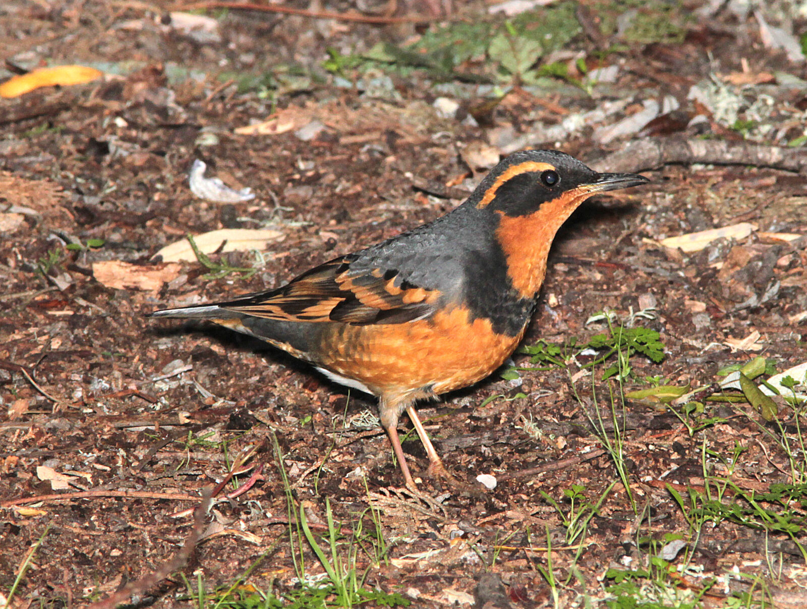 Canon EF 300mm F4L IS USM sample photo