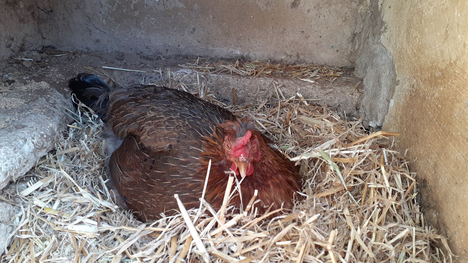 Samsung Galaxy A20 sample photo. Chicken, hen, poultry photography