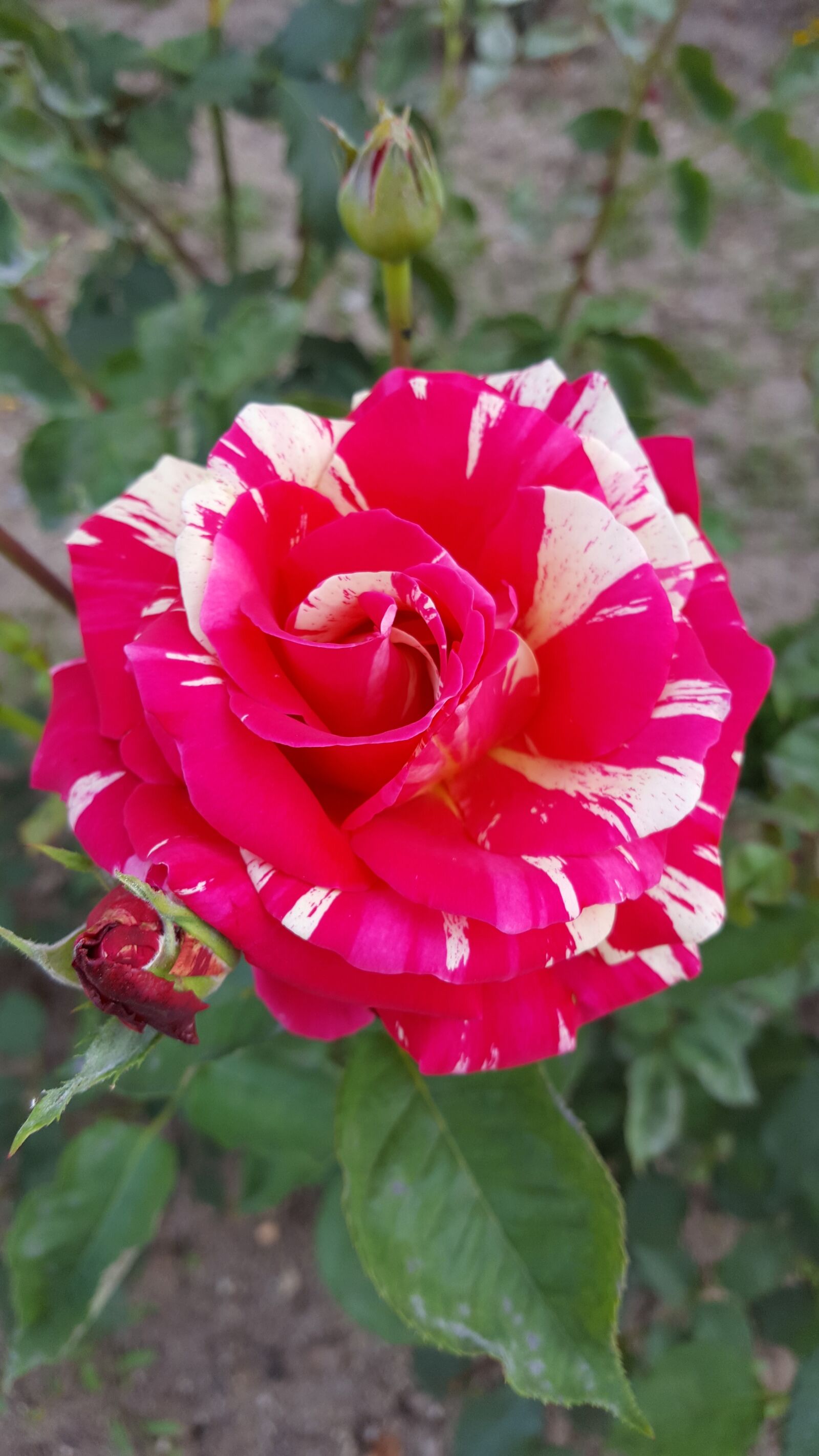 Samsung Galaxy S6 sample photo. Striped roses, rose, flower photography