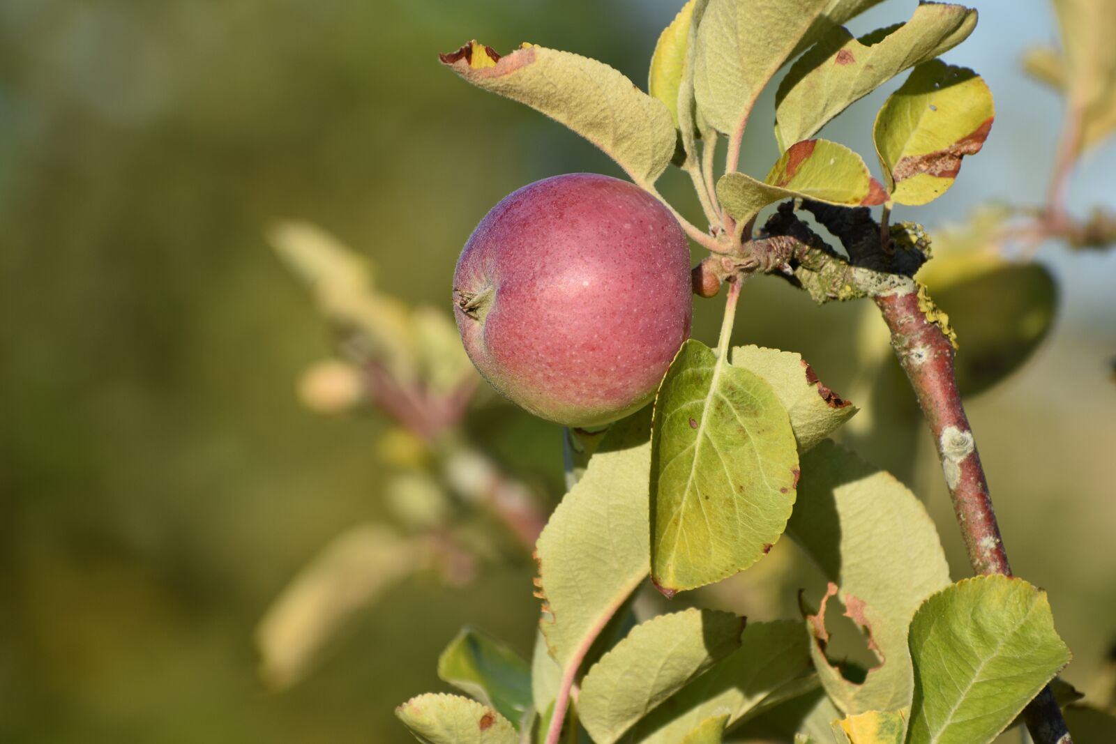 Nikon D3400 sample photo. Apple, apple tree, fruit photography