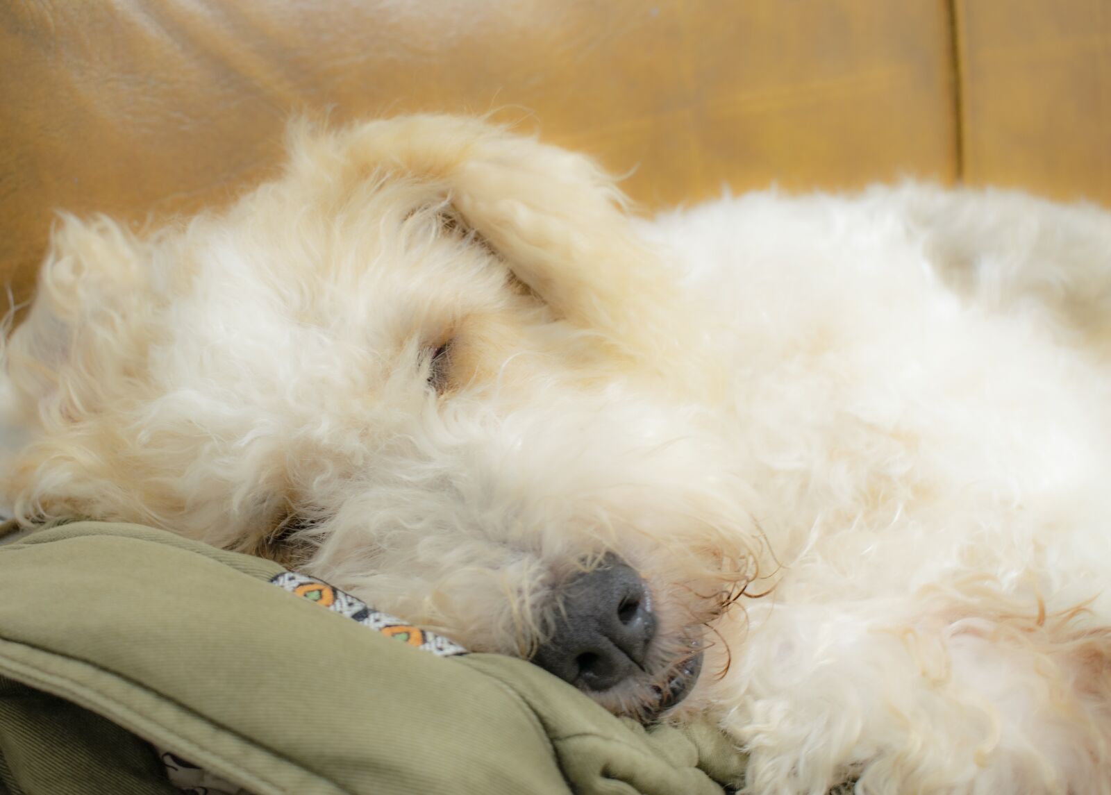 Nikon D5300 sample photo. Foxterrier, dog, sleep photography