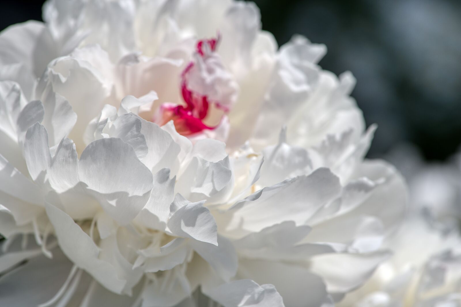 Nikon D750 sample photo. Peony, paeonia, shrub photography