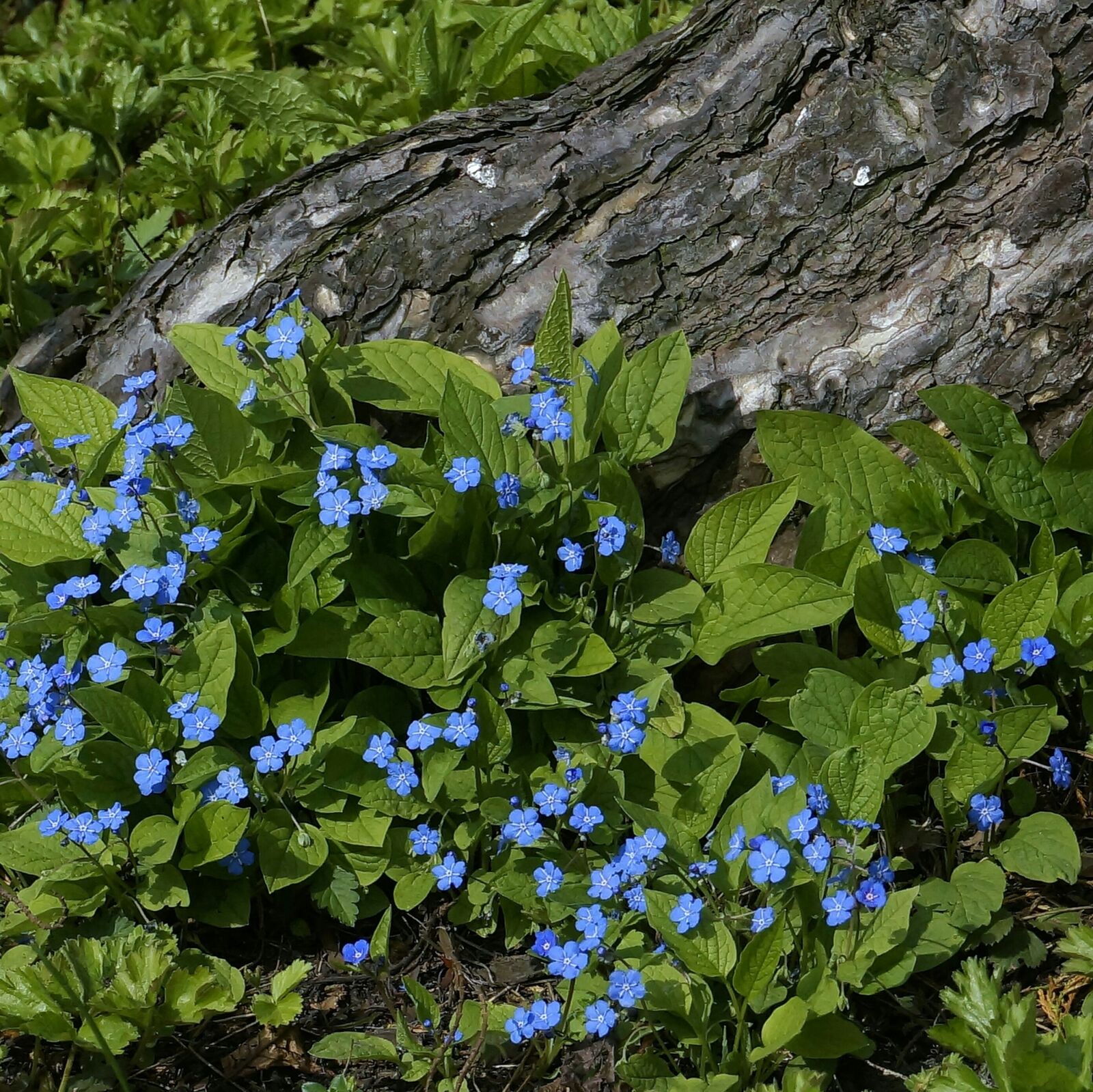 Sony Alpha NEX-6 sample photo. Flowers, blue, forget me photography
