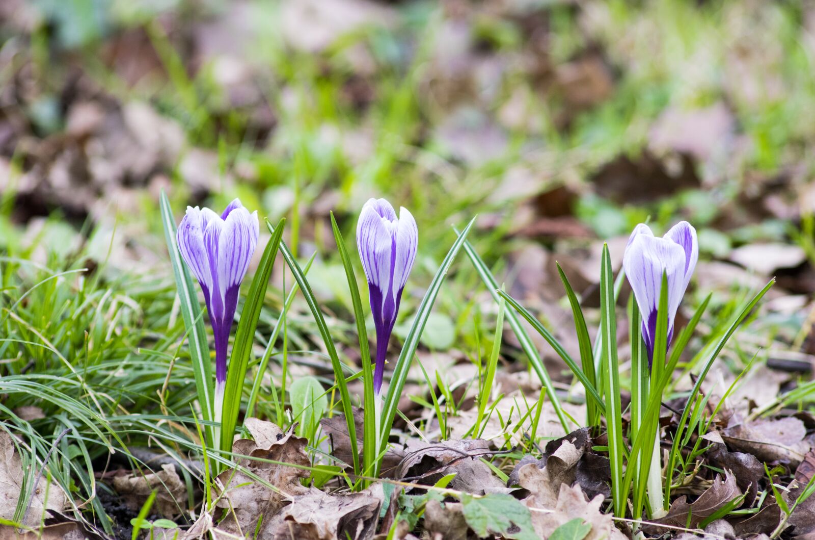 Nikon D5300 sample photo. Crocus, flower, spring photography