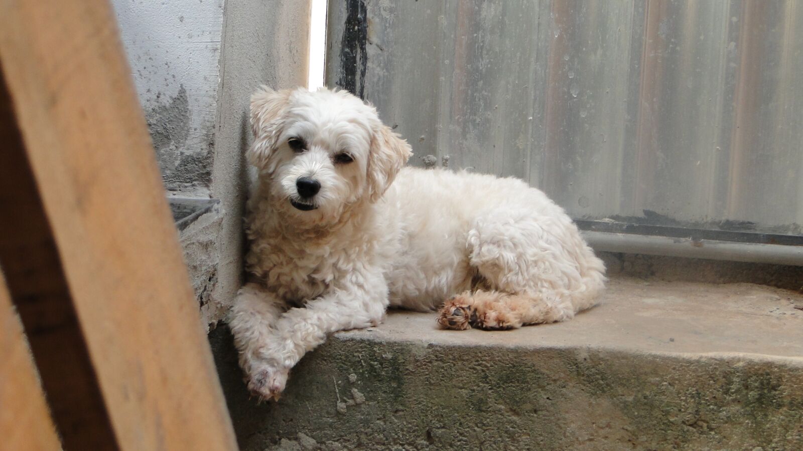 Sony Cyber-shot DSC-HX1 sample photo. Dog, poodle, animal photography