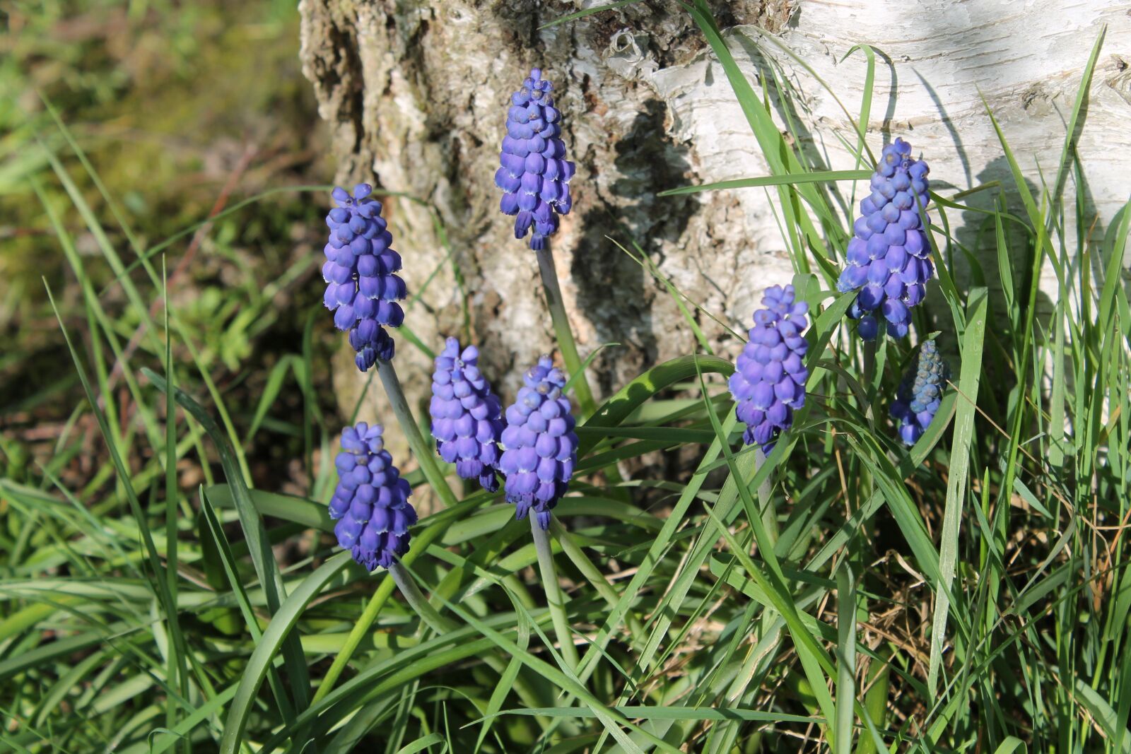 Canon EOS 1100D (EOS Rebel T3 / EOS Kiss X50) sample photo. Perl hyacinth, flowers, early photography