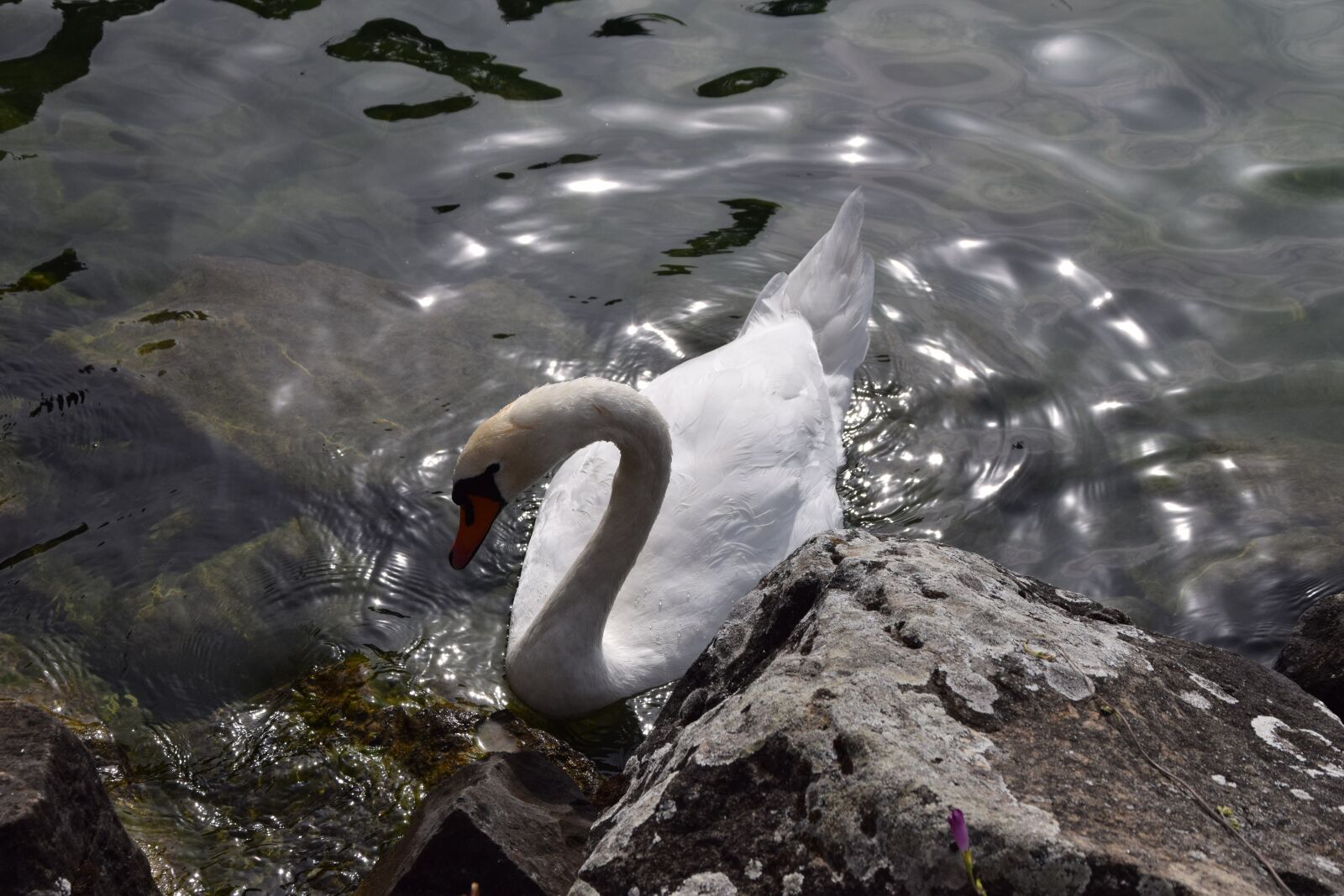 Nikon D5300 sample photo. Animals, birds, swans photography
