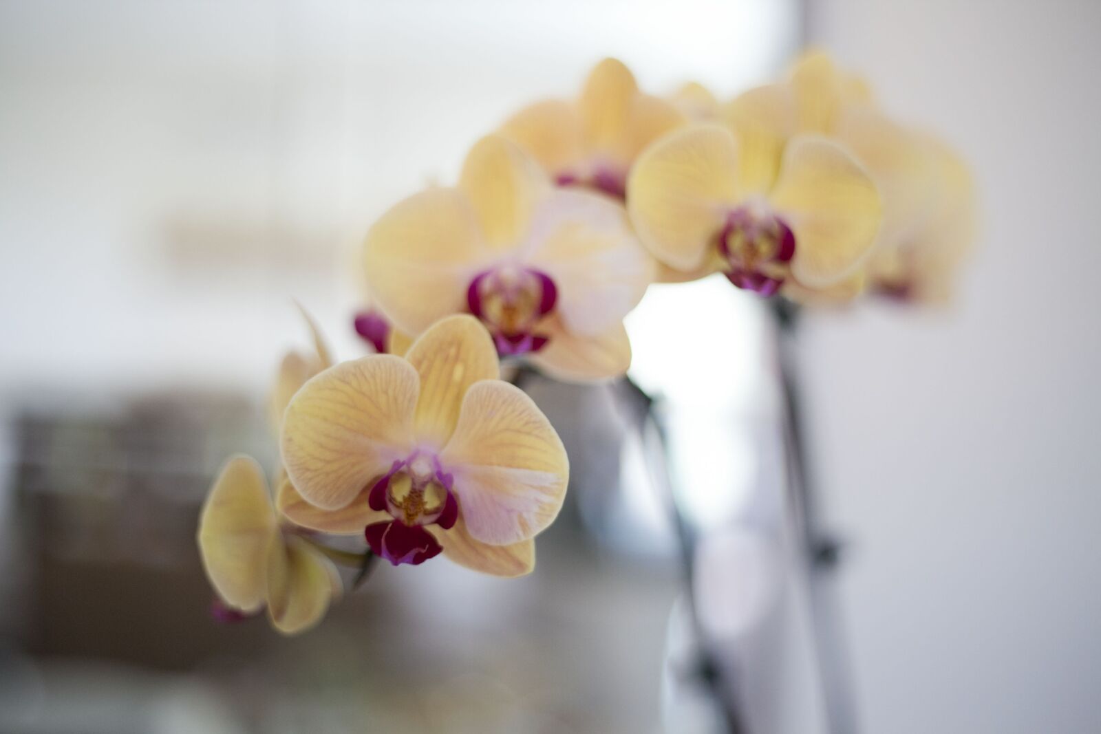 Canon EF 50mm F1.8 II sample photo. Flower, orchid, plant photography