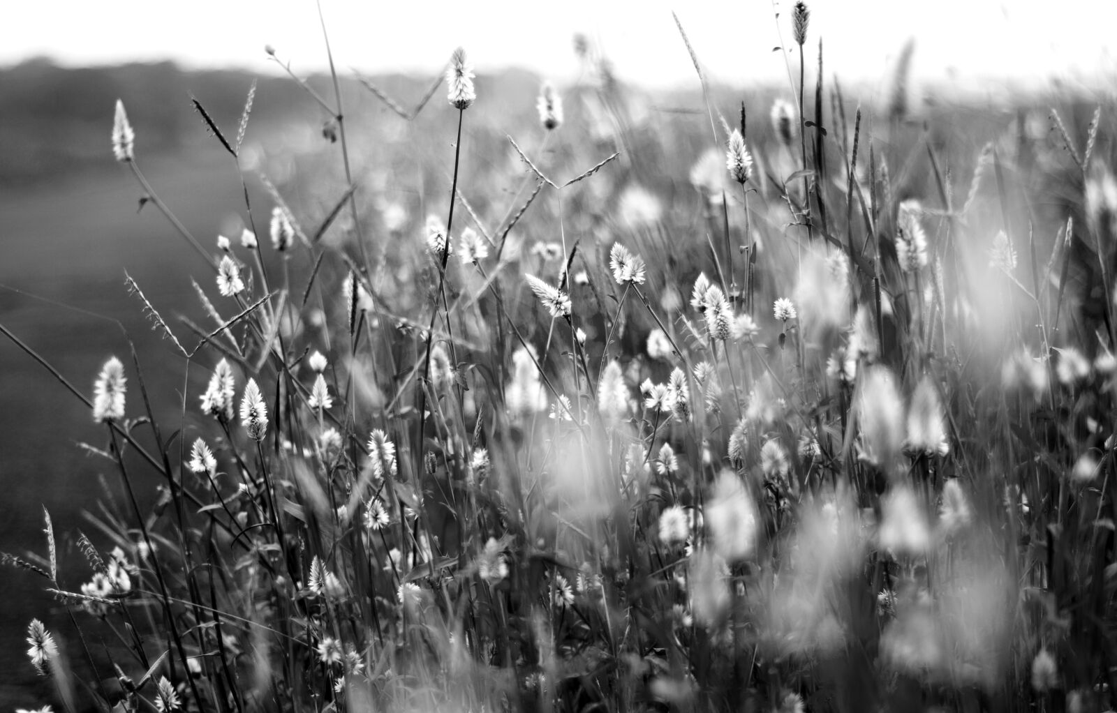 Nikon D5000 sample photo. Flowers, black and white photography