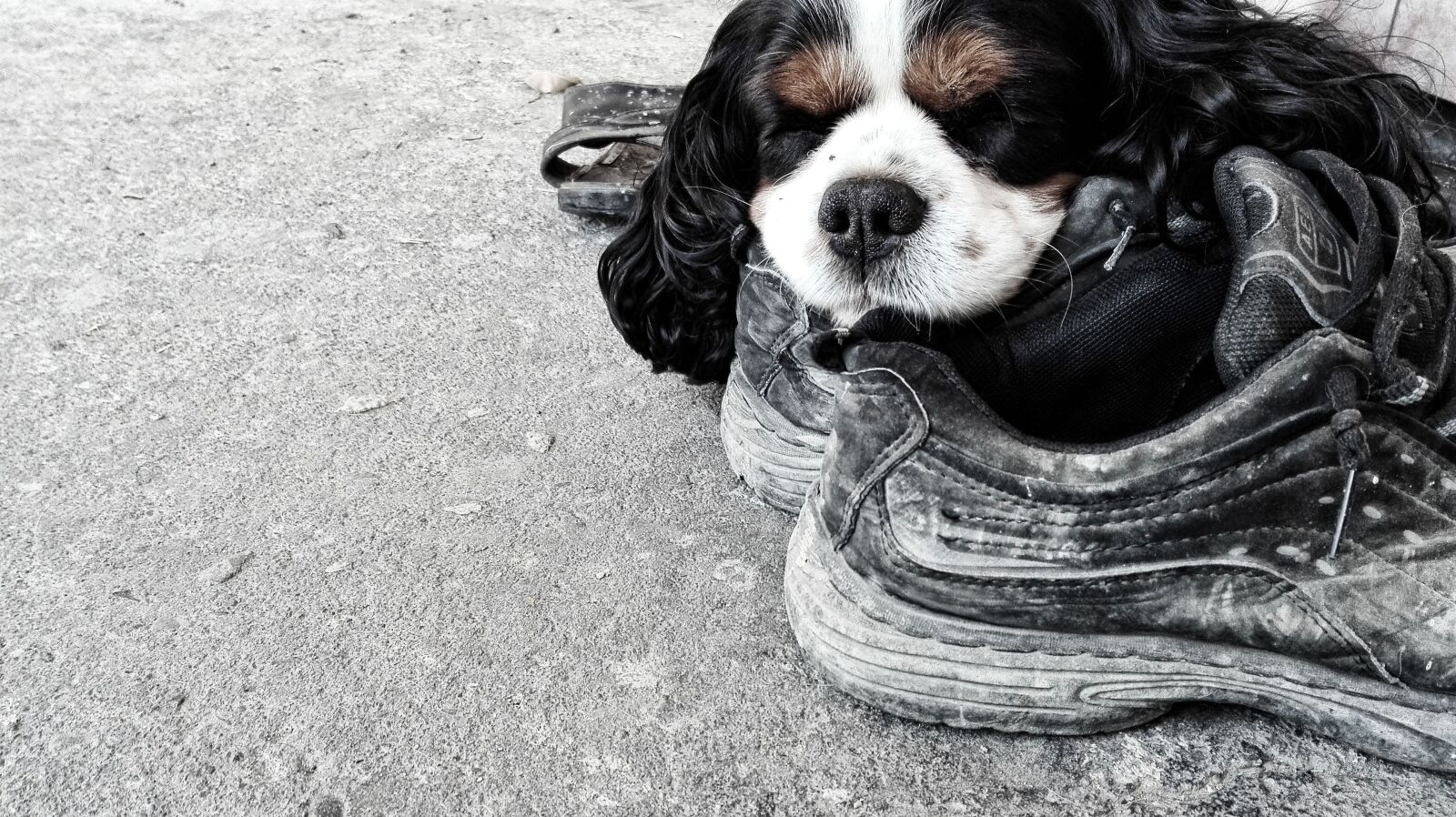 HUAWEI P8 Lite sample photo. Boots, dog, sleeping, dog photography