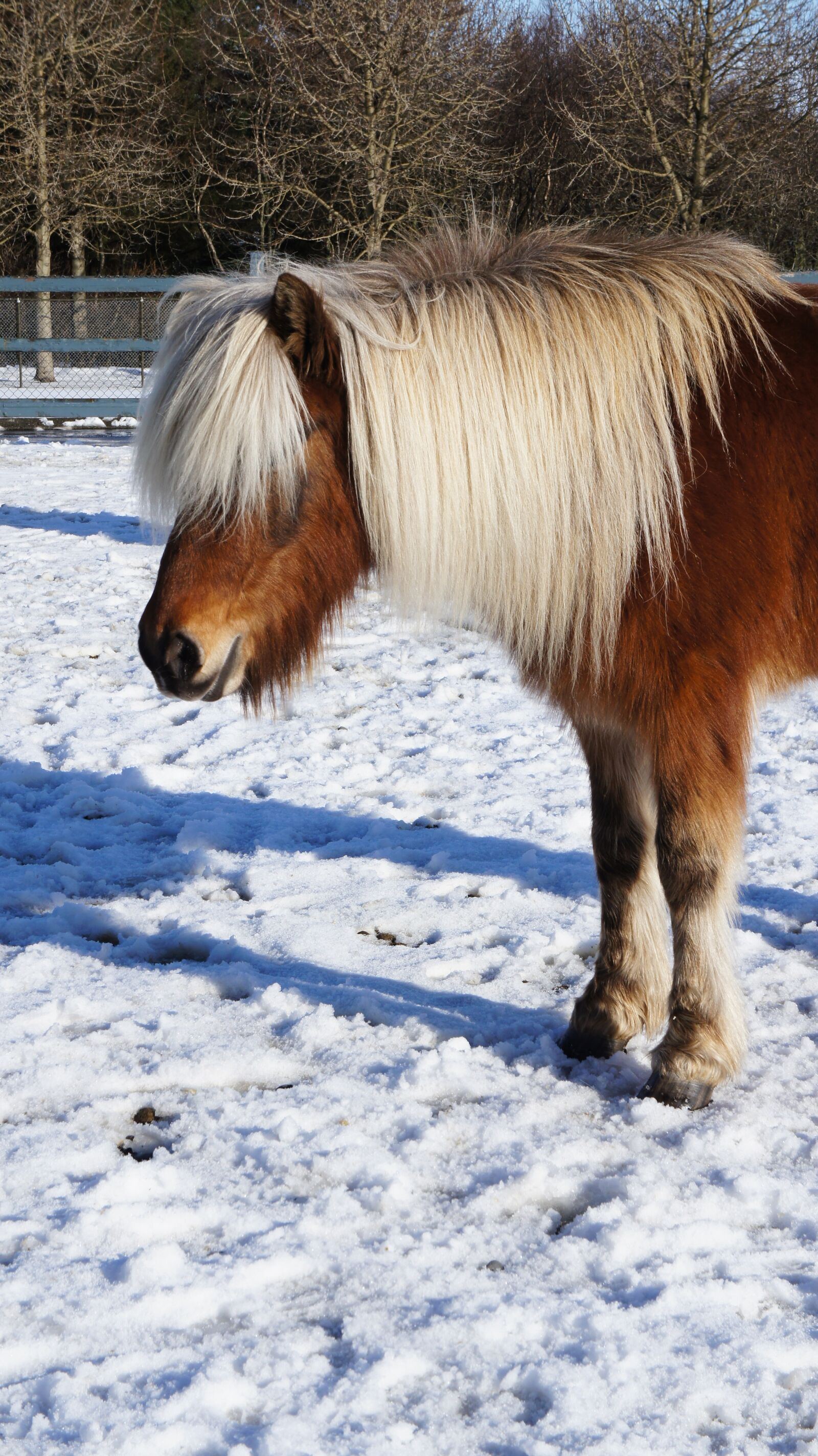 Sony Alpha NEX-C3 + Sony E 18-55mm F3.5-5.6 OSS sample photo. Icelandic, horse, snow photography