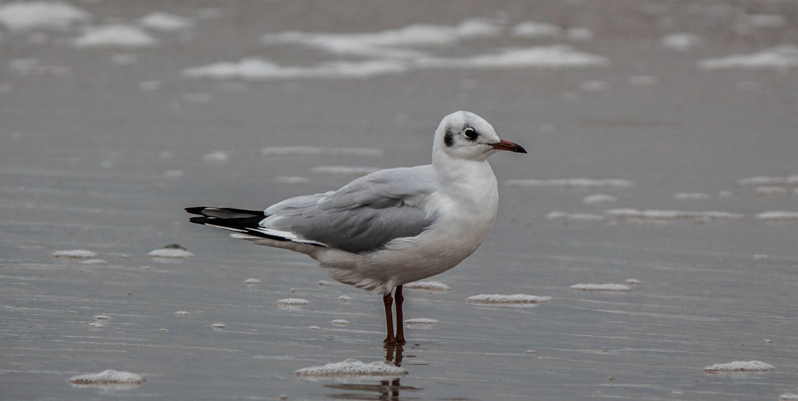 Canon EOS 700D (EOS Rebel T5i / EOS Kiss X7i) sample photo. Seagull, bird, beach photography