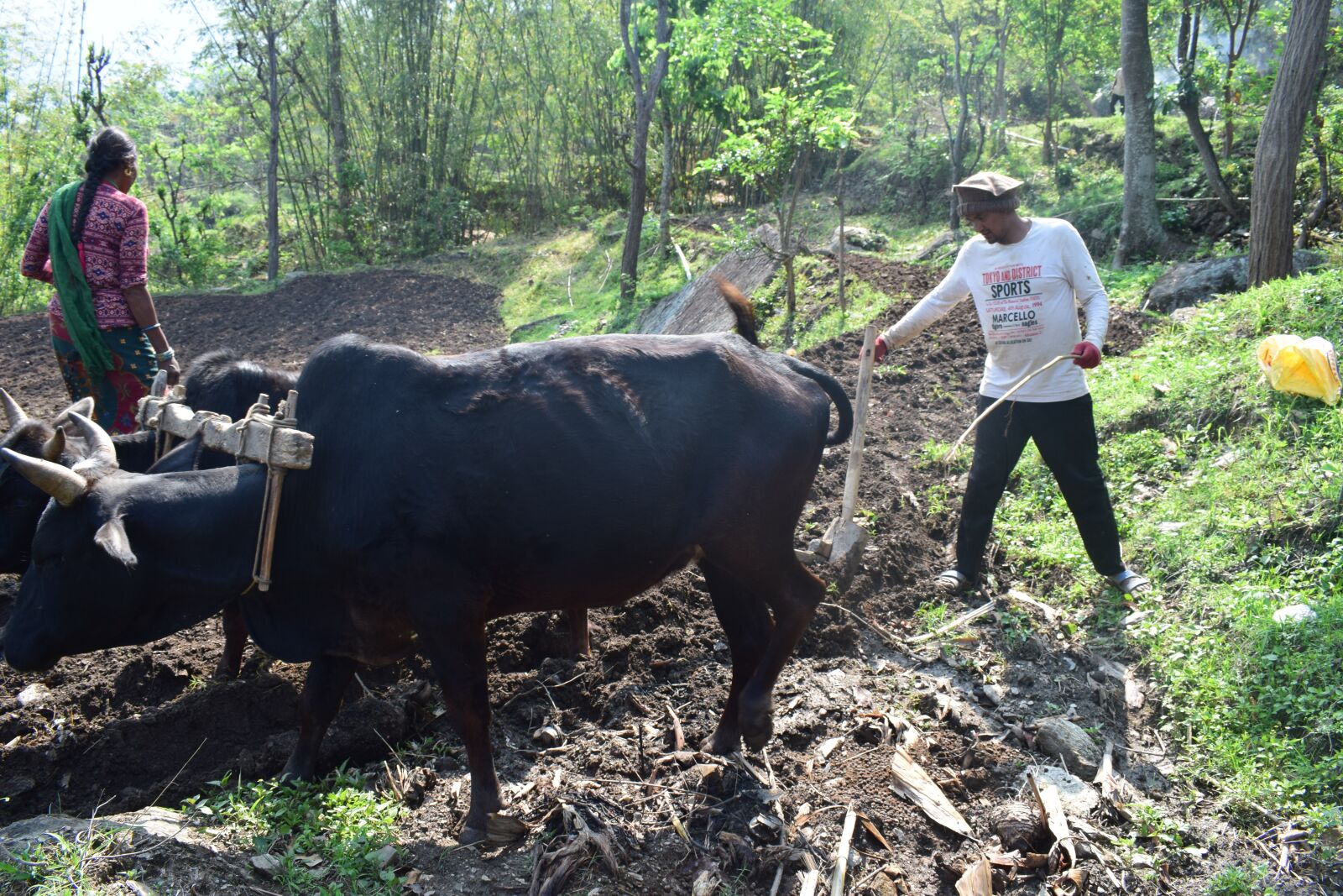 Nikon D5300 sample photo. The oxen plowed, plow photography