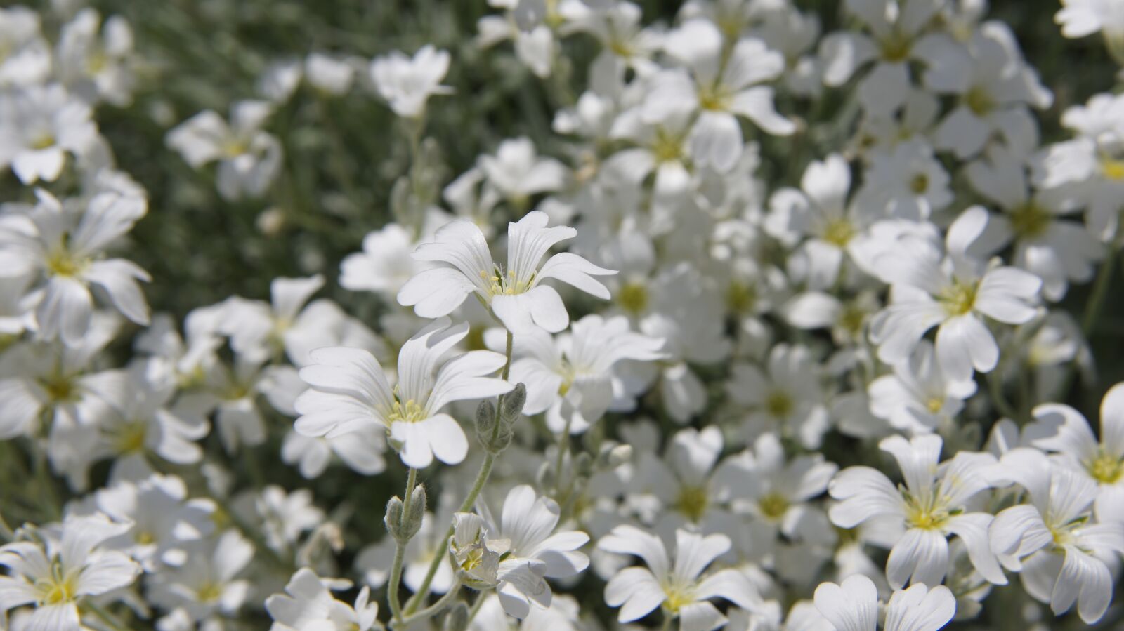 Sony SLT-A55 (SLT-A55V) sample photo. Cerastium tomentosum, white, white photography