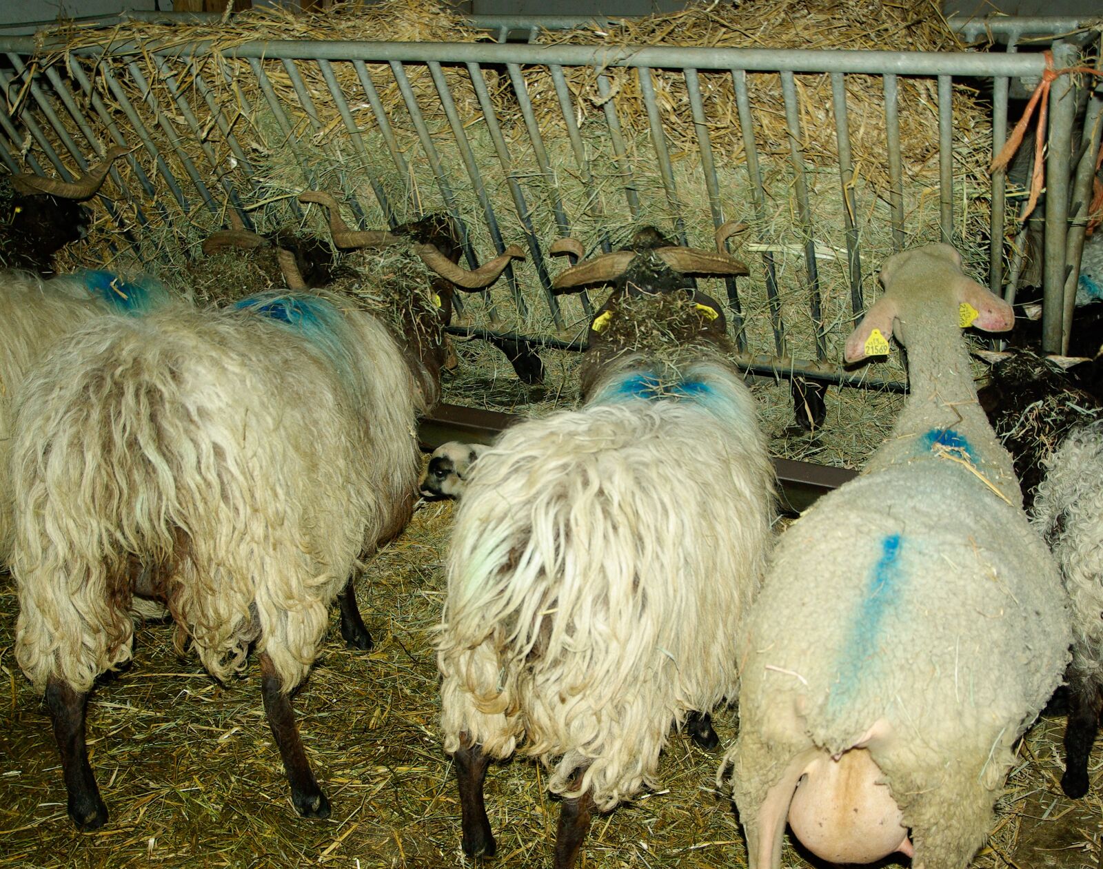 Pentax K10D sample photo. Sheep, livestock, breeding photography