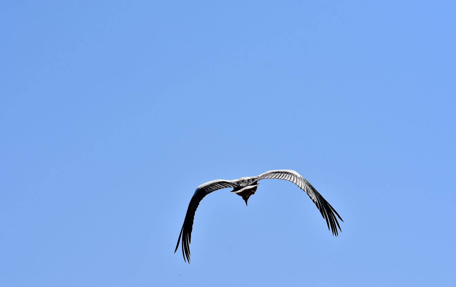 Nikon D7200 sample photo. Stork, bird, flying photography