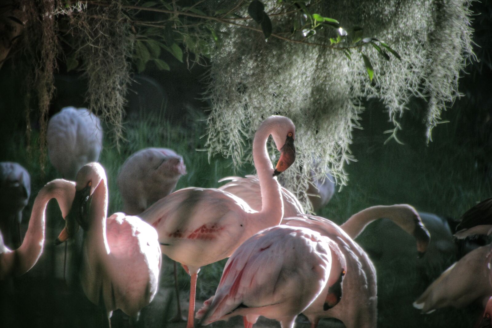 Canon EOS 600D (Rebel EOS T3i / EOS Kiss X5) sample photo. Flamingo, bird, colorful photography