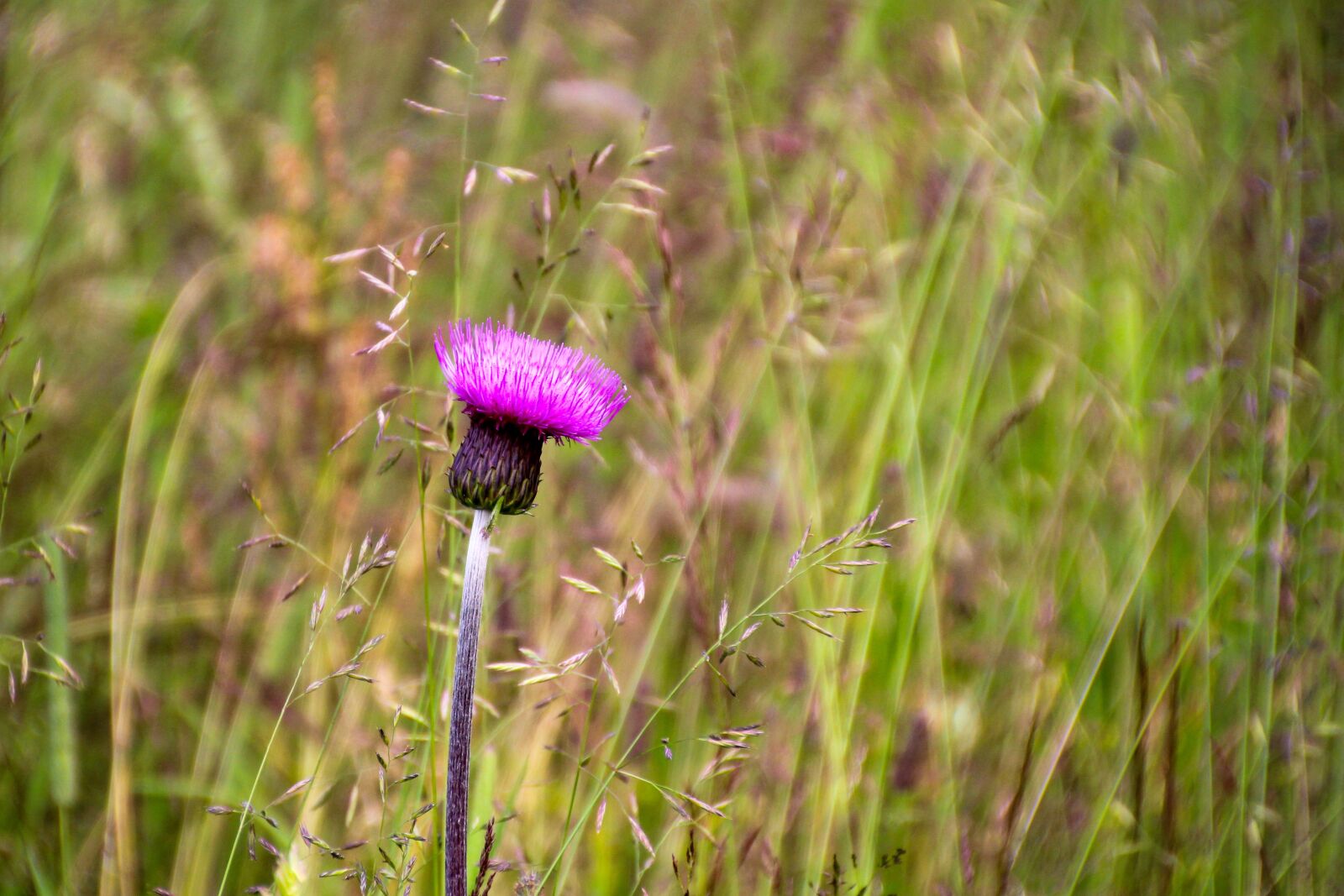 Canon EOS 1200D (EOS Rebel T5 / EOS Kiss X70 / EOS Hi) sample photo. Thistle, melancholy thistle, flower photography