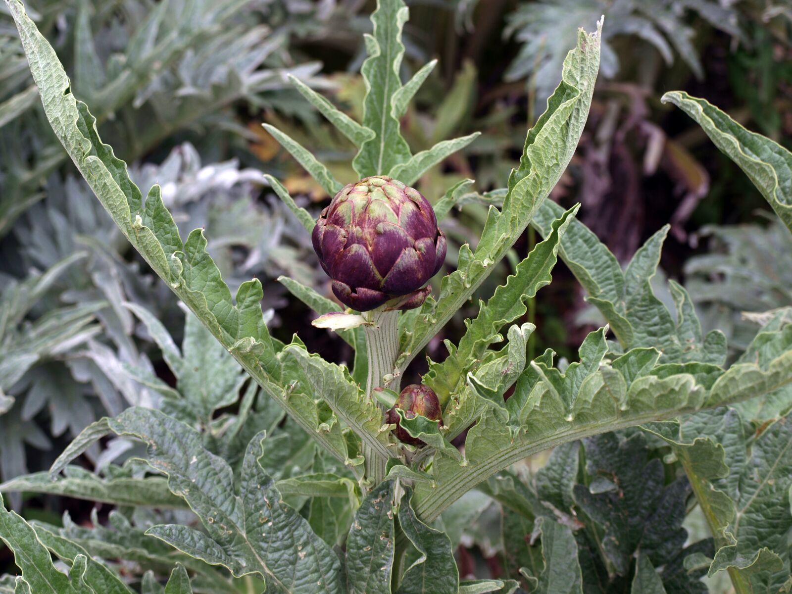 Olympus E-420 (EVOLT E-420) sample photo. Artichoke, food, huerta photography