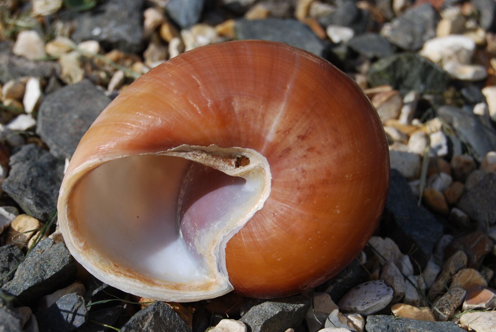 Nikon D40X sample photo. Snail, shell, spiral photography