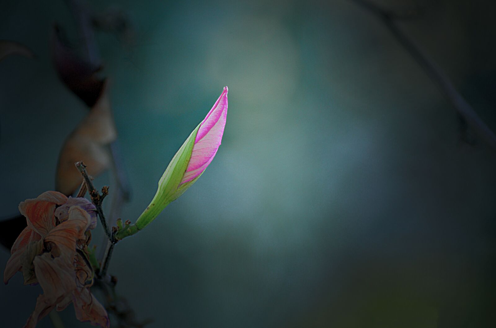 Nikon D7000 sample photo. Insect, nature, flower photography