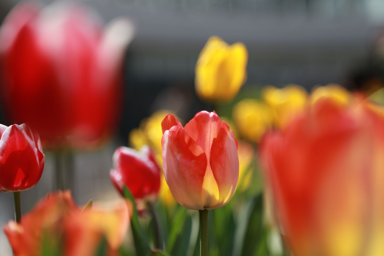 Canon EOS 6D + Canon EF 24-105mm F4L IS USM sample photo. Nature, plants, flowers photography