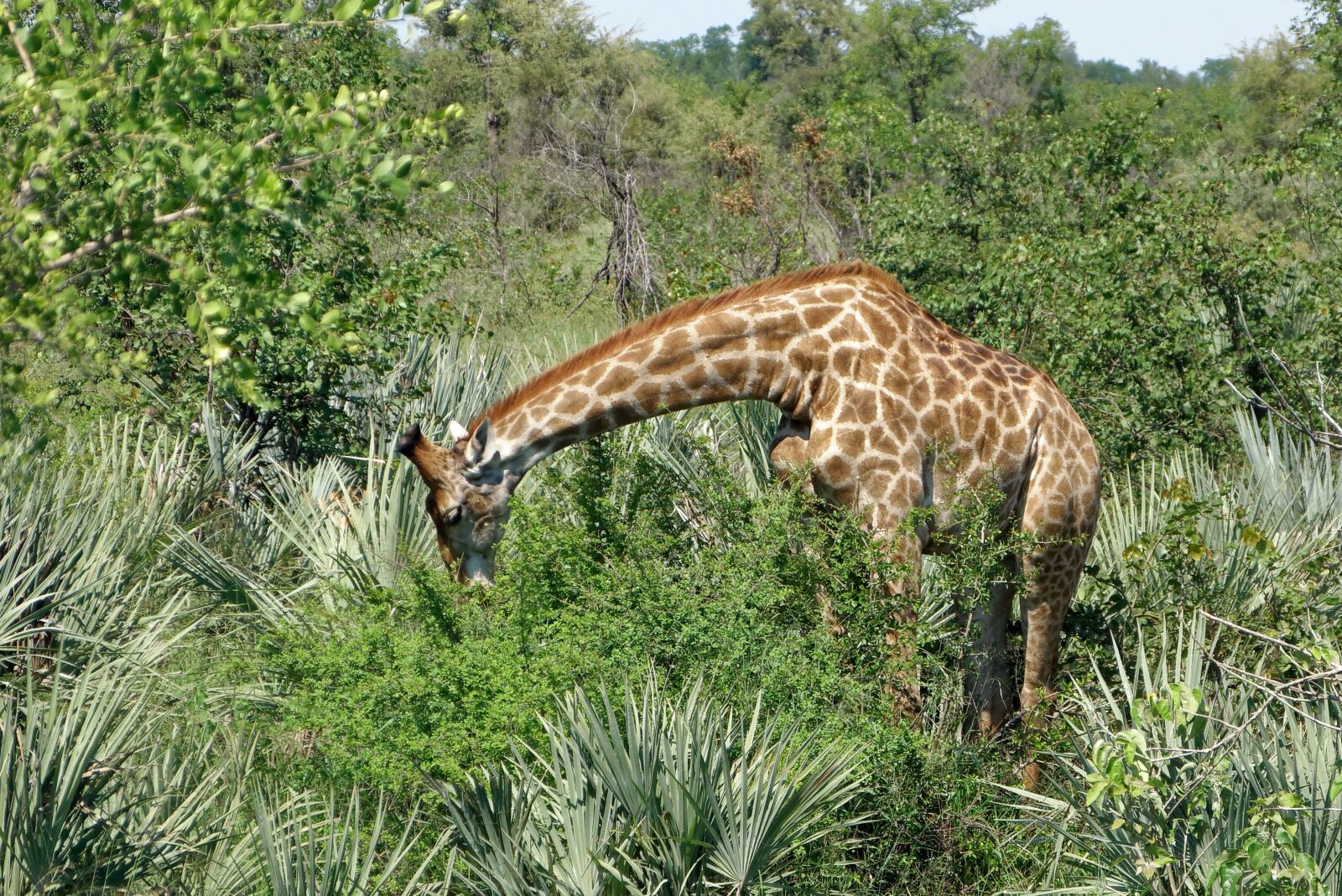 Panasonic Lumix DMC-FZ150 sample photo. Kruger, giraffe, africa photography