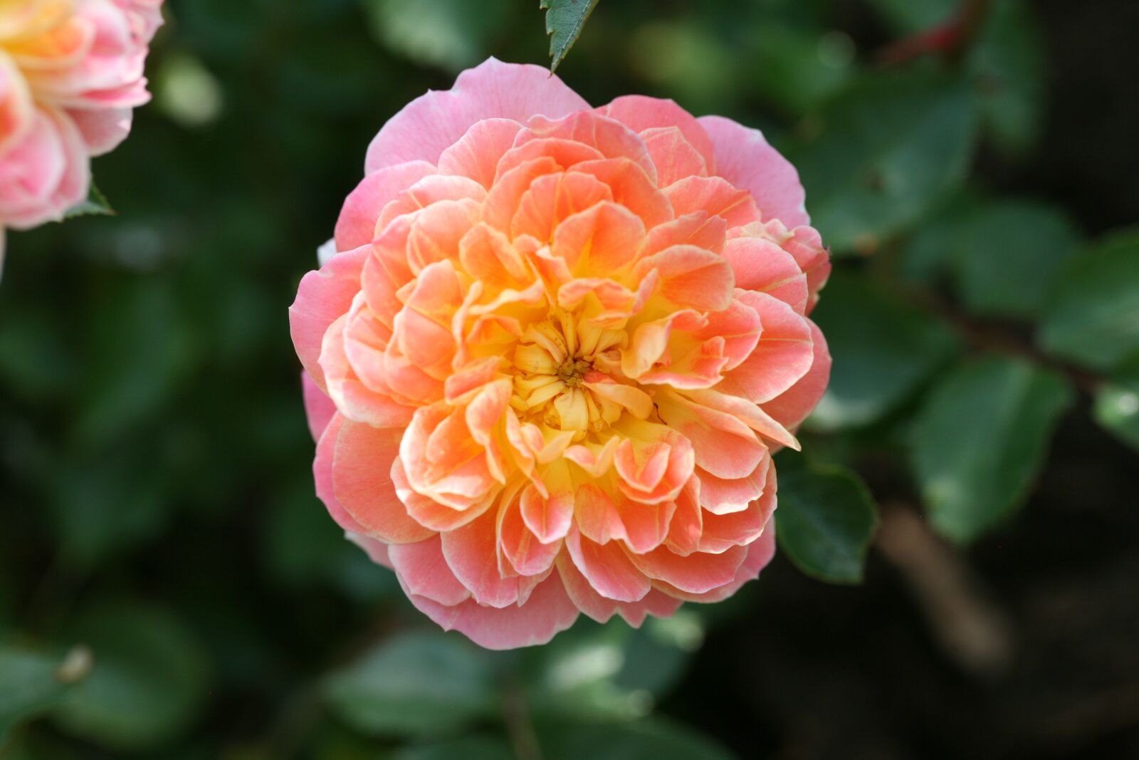 Canon EOS 5D sample photo. Flower, plant, nature photography