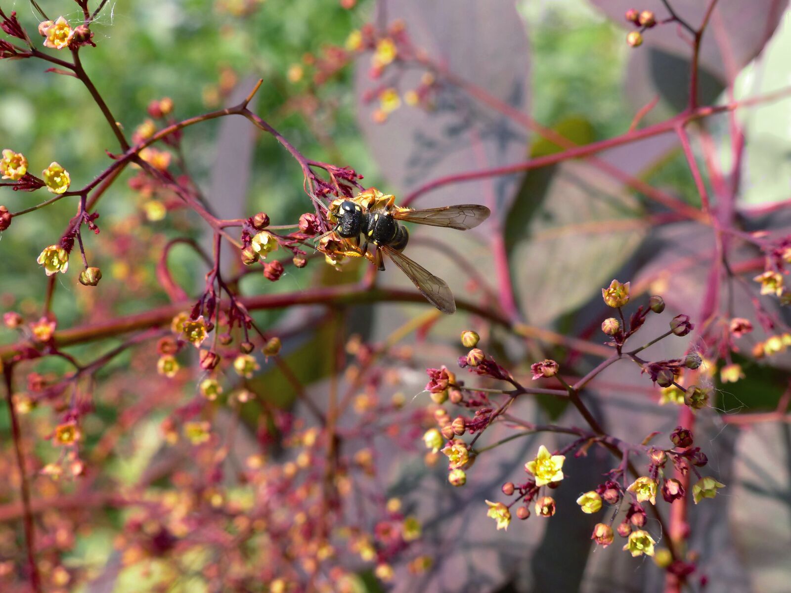 Panasonic Lumix DMC-FZ200 sample photo. Wasp, plant, pollination photography