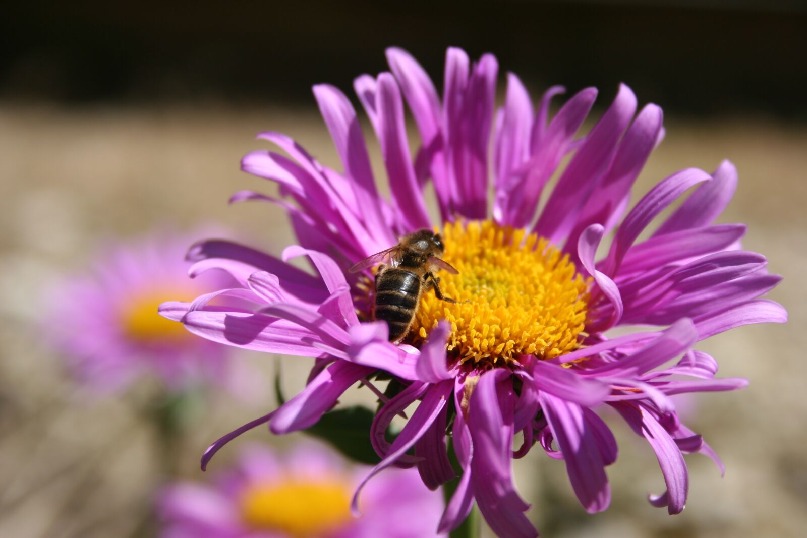 Canon EOS 20D sample photo. Bee, flower, insect photography