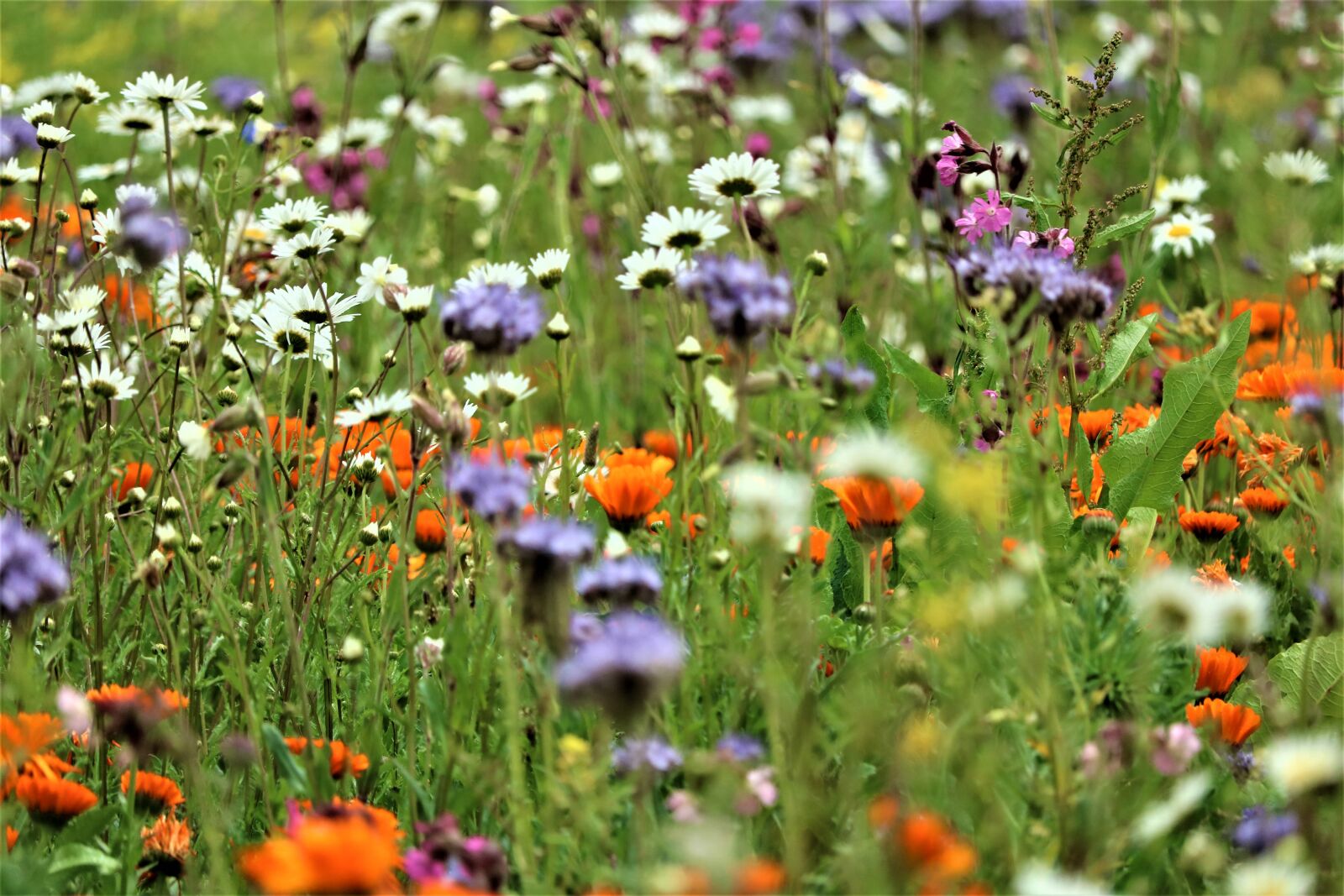 Canon EOS 750D (EOS Rebel T6i / EOS Kiss X8i) sample photo. Kempen, niederrhein, home photography