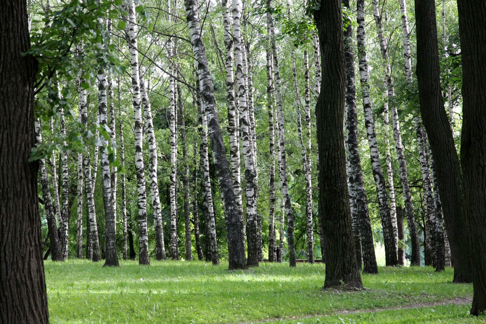 Canon EOS 650D (EOS Rebel T4i / EOS Kiss X6i) sample photo. Birch, summer, birch forest photography