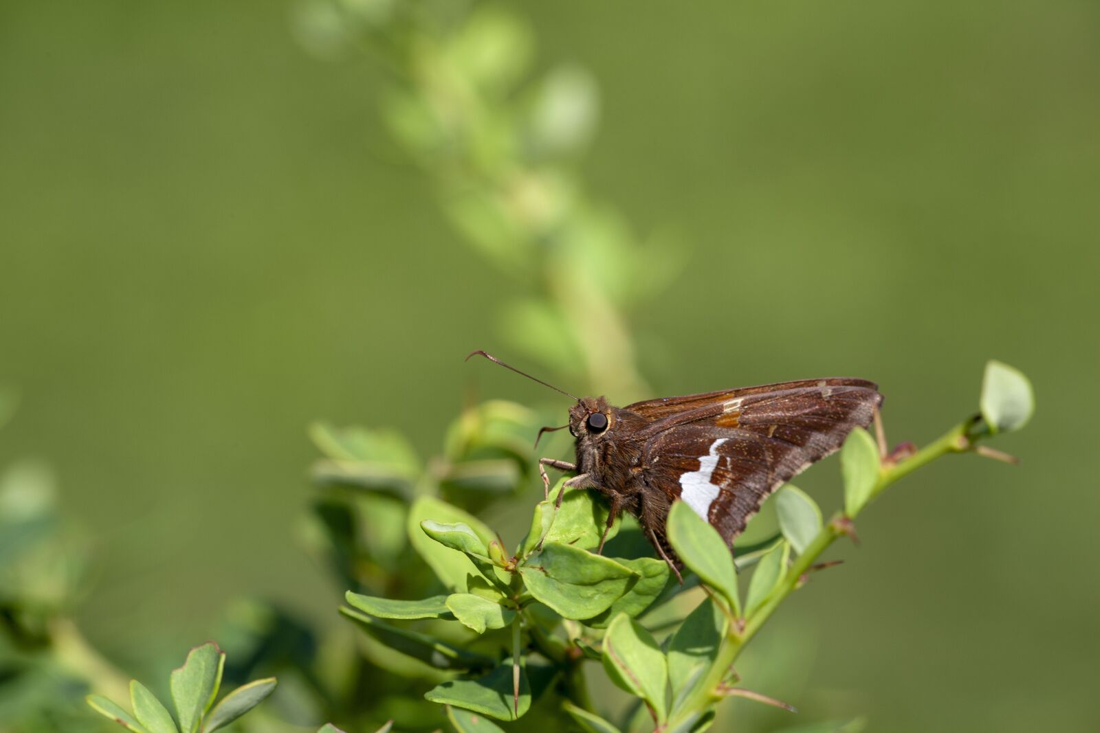 Canon EOS 5D Mark II sample photo. Silver-spotted skipper, nature, insect photography