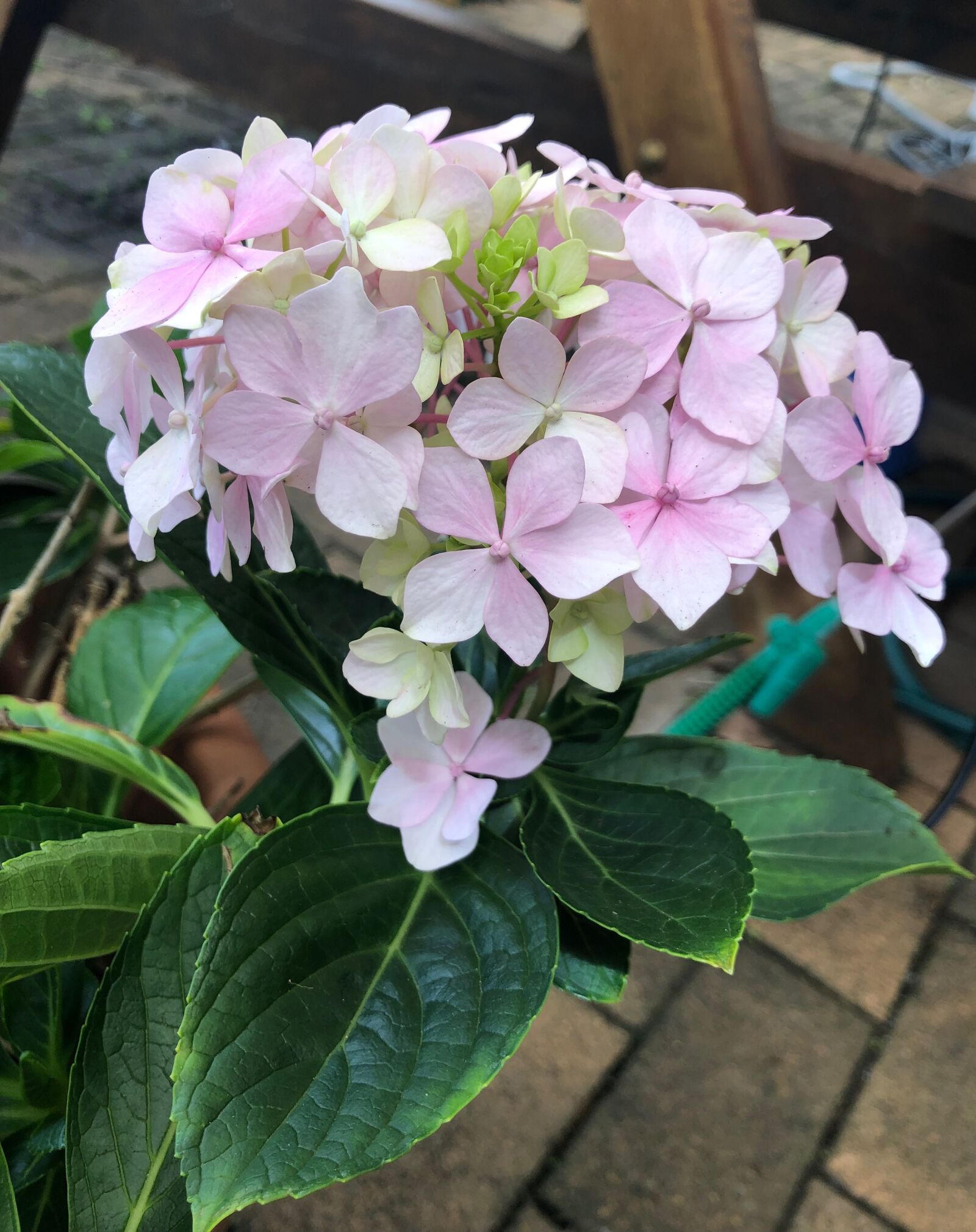 iPhone 8 Plus back dual camera 3.99mm f/1.8 sample photo. Pink, geraniums, flowers photography