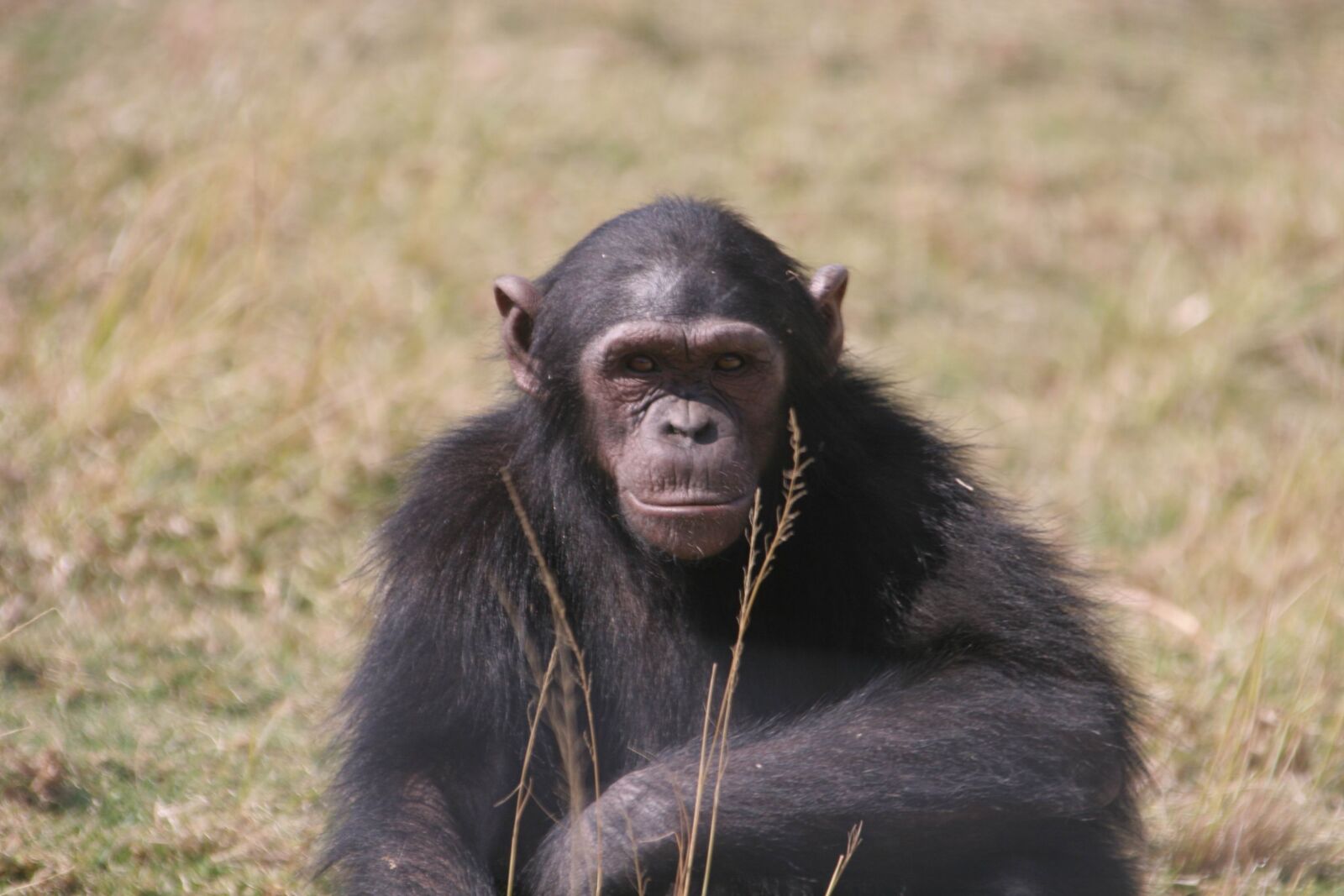 Canon EOS 20D sample photo. Chimpanzee, eden, jane photography