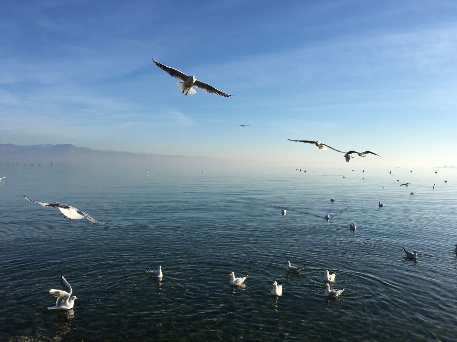 Apple iPhone 6s sample photo. Lake, nature, duck photography