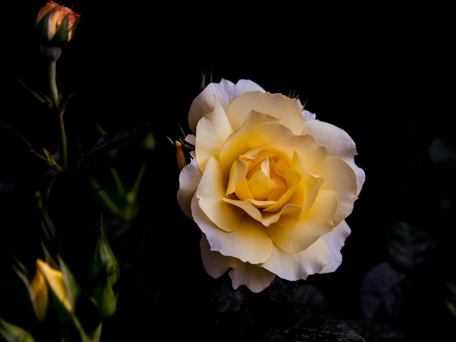 Canon EOS 80D sample photo. Rose, plant, flower photography
