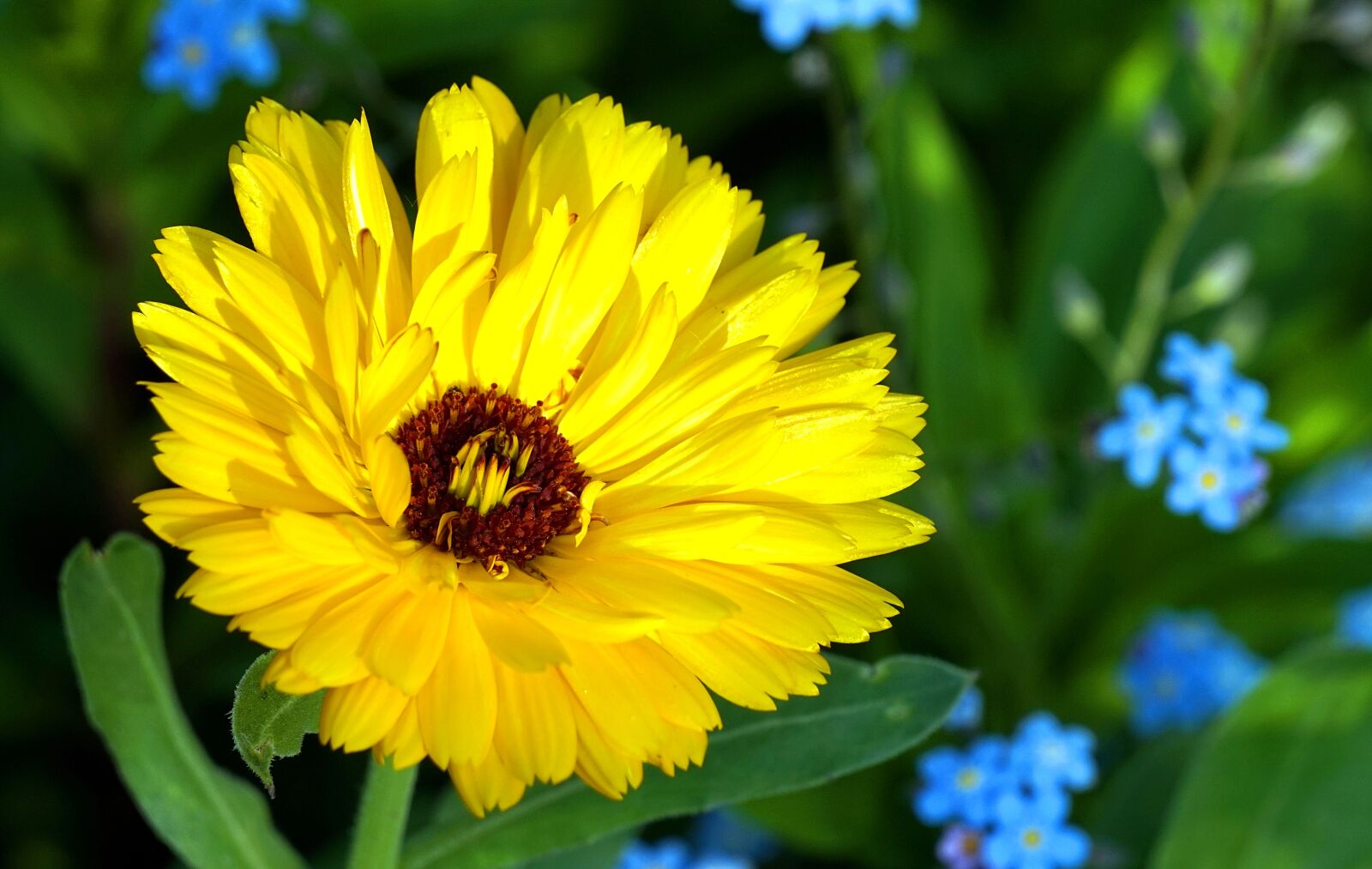 Sony Alpha a5000 (ILCE 5000) + Sony E 55-210mm F4.5-6.3 OSS sample photo. Marigold, yellow, blossom photography