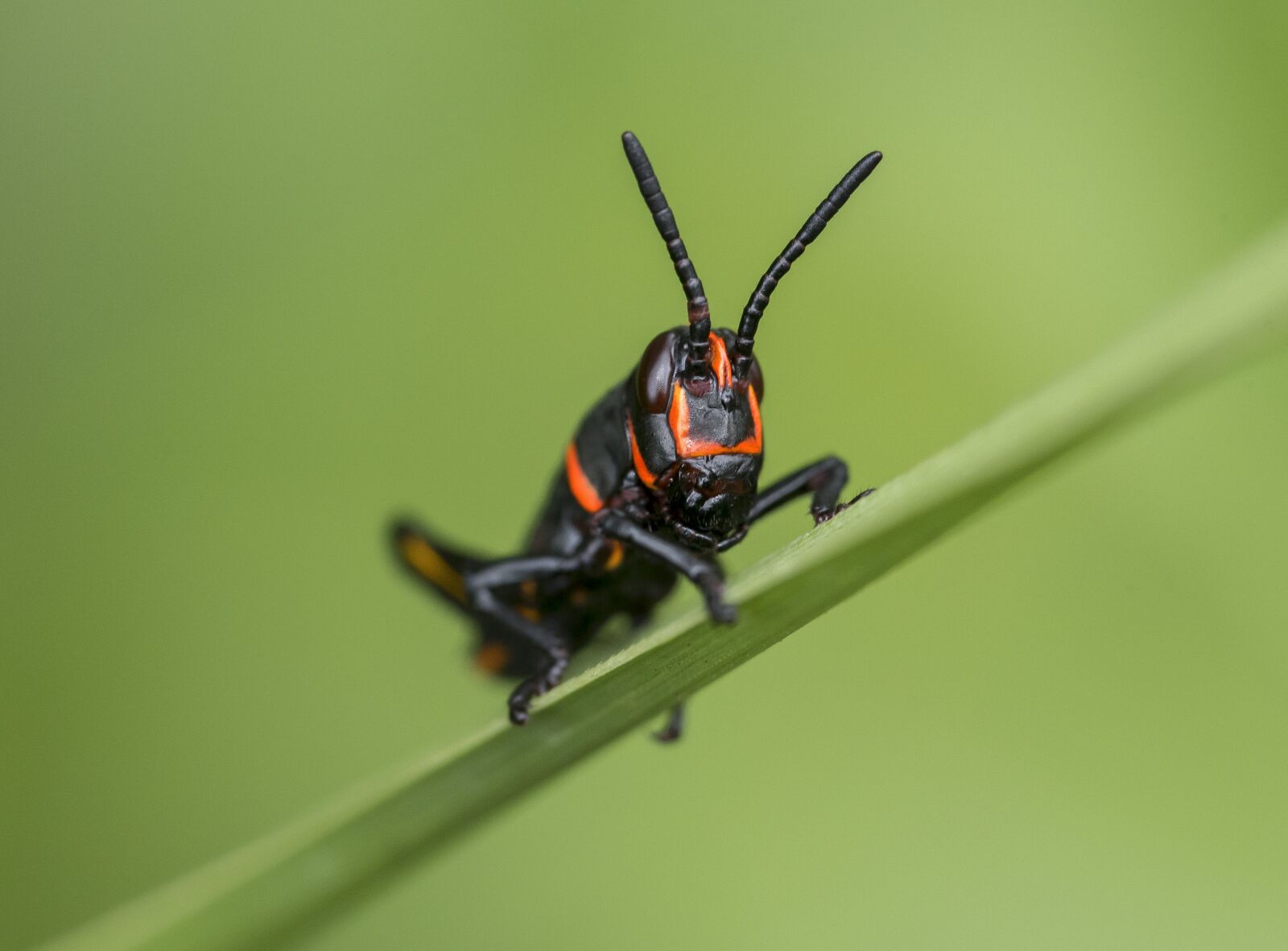 Nikon D750 sample photo. Animal, antenna, blur photography