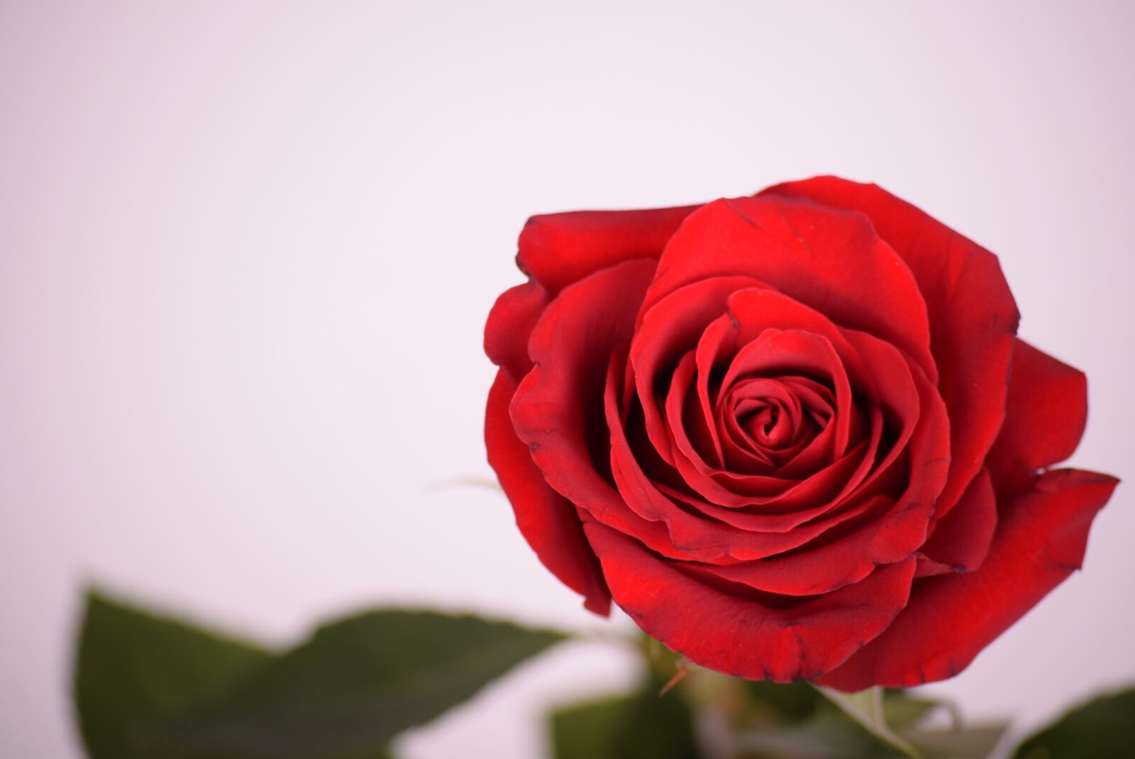 Nikon D3300 sample photo. Rose, flower, petal photography