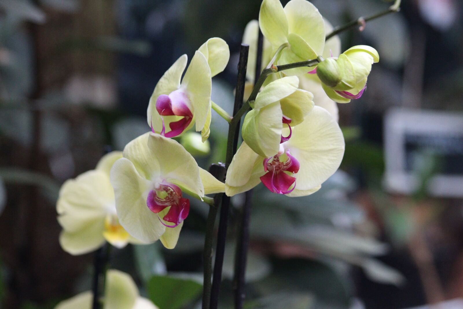 Canon EOS 650D (EOS Rebel T4i / EOS Kiss X6i) sample photo. Orchid, flower, blooming photography