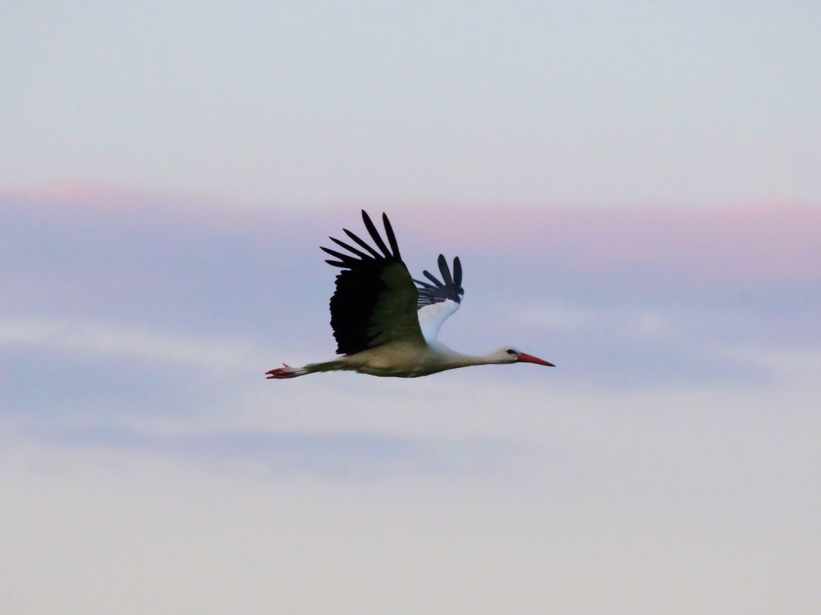 Pentax K-70 sample photo. Storks, nature, rattle stork photography
