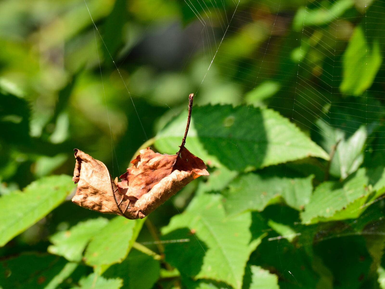 Nikon D7100 sample photo. Leaf, autumn, cobweb photography