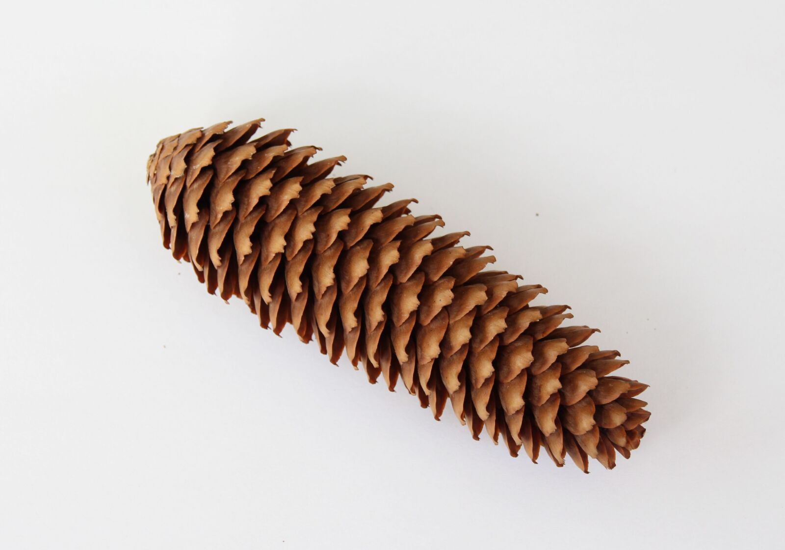 Canon EOS 700D (EOS Rebel T5i / EOS Kiss X7i) sample photo. Picea abies, spruce, tap photography