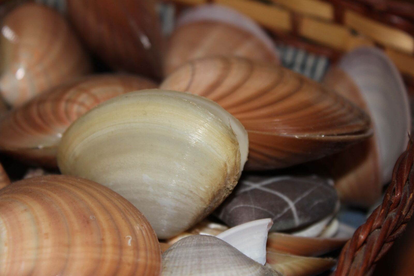 Canon EF-S 18-55mm F3.5-5.6 IS sample photo. Mussel, still life, shell photography