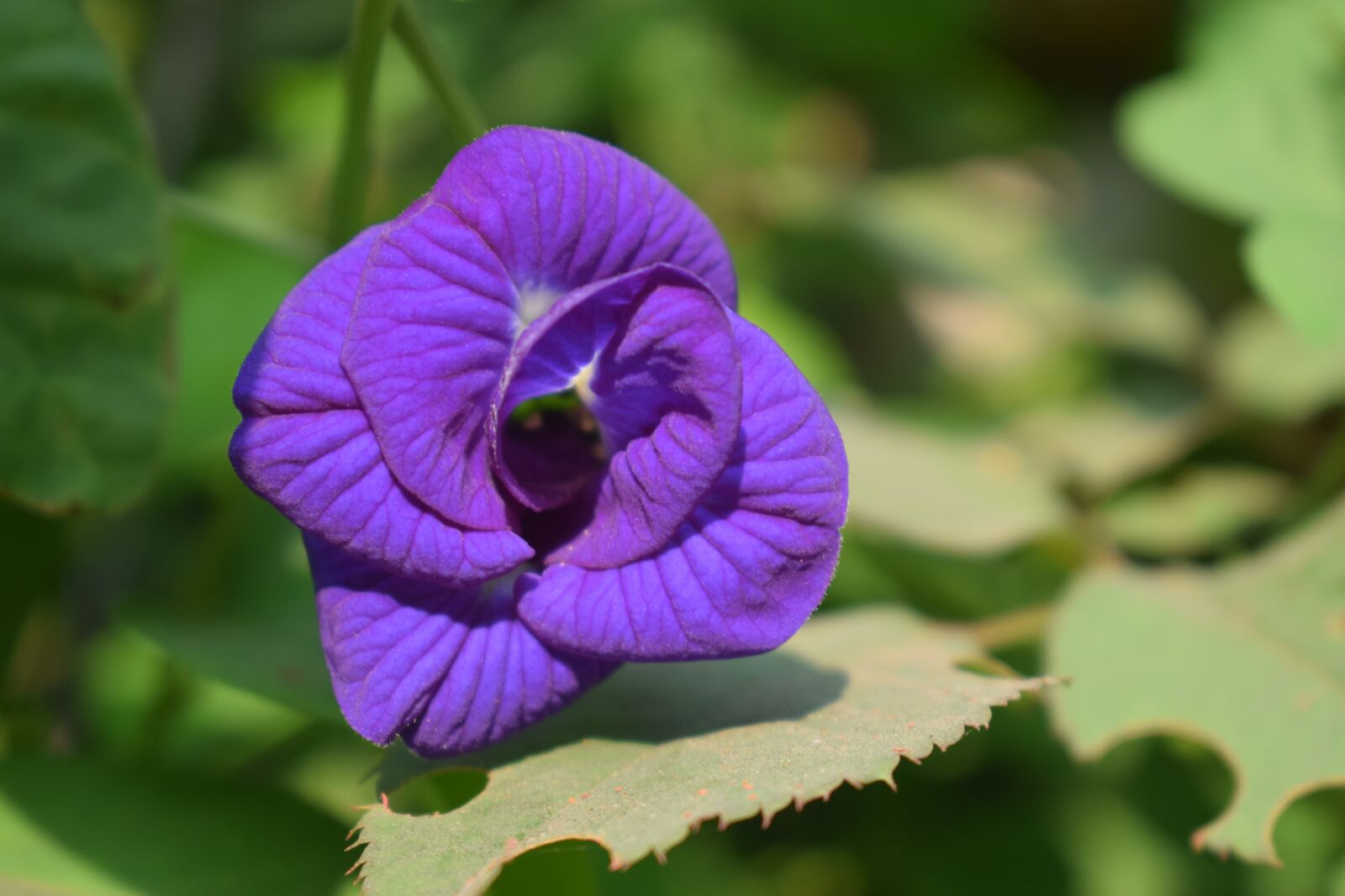Nikon D5300 sample photo. Flower, flora, nature photography
